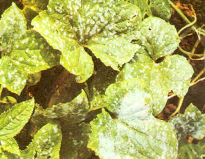 Hıyar bitkisinde külleme hastalığı.